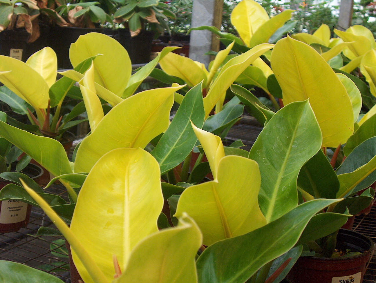 Online Plant Guide Philodendron 'Moonlight' / Moonlight Philodendron